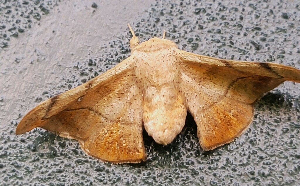 Arcinnus xingua