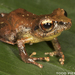 Rana Ladrona Pigmea - Photo (c) Todd Pierson, algunos derechos reservados (CC BY-NC-SA)