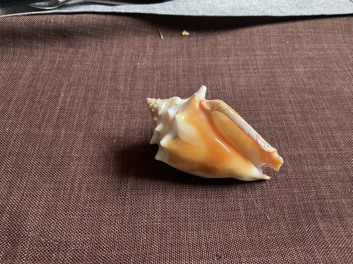 Fighting Conch