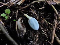 Clavogaster virescens