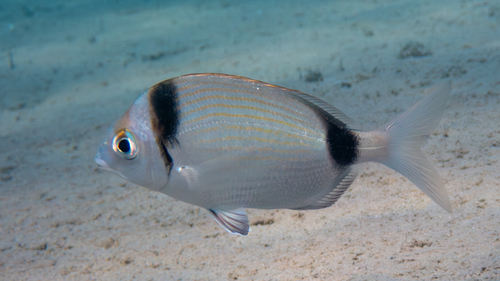 Common Two-banded Seabream