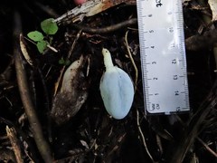 Clavogaster virescens
