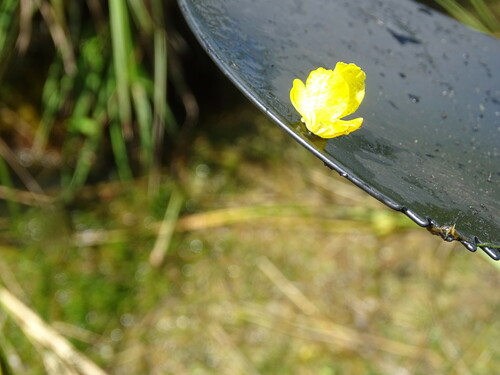 Image of Utricularia vulgaris by (c) Grzegorz Grzejszczak, some rights reserved (CC BY-SA)