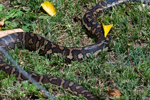 Coastal Carpet Python sighting