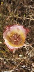 Calochortus fimbriatus