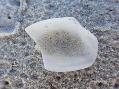 Asthenothaerus maxwelli