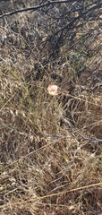 Calochortus fimbriatus