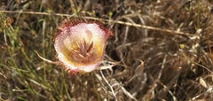 Calochortus fimbriatus