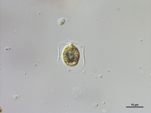 Pteromonas angulosa