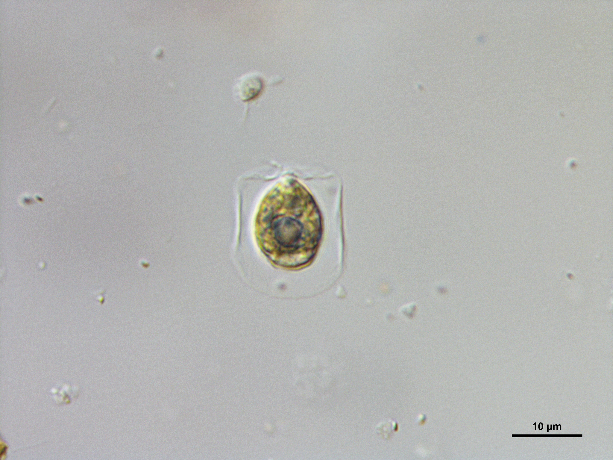 Pteromonas angulosa