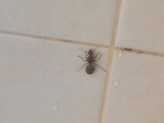 Oecophylla smaragdina