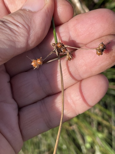 Image of Juncus coriaceus by no rights reserved