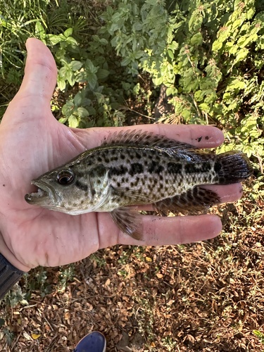 Parachromis managuensis, 2024-09-23