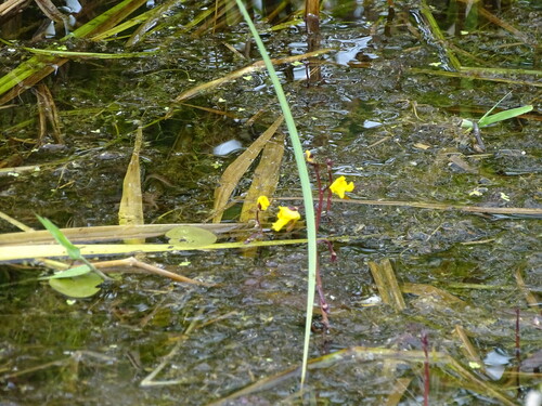 Image of Utricularia vulgaris by (c) Grzegorz Grzejszczak, some rights reserved (CC BY-SA)