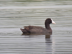 Fulica atra