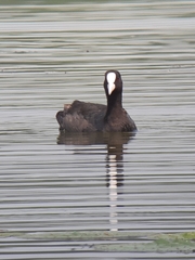 Fulica atra