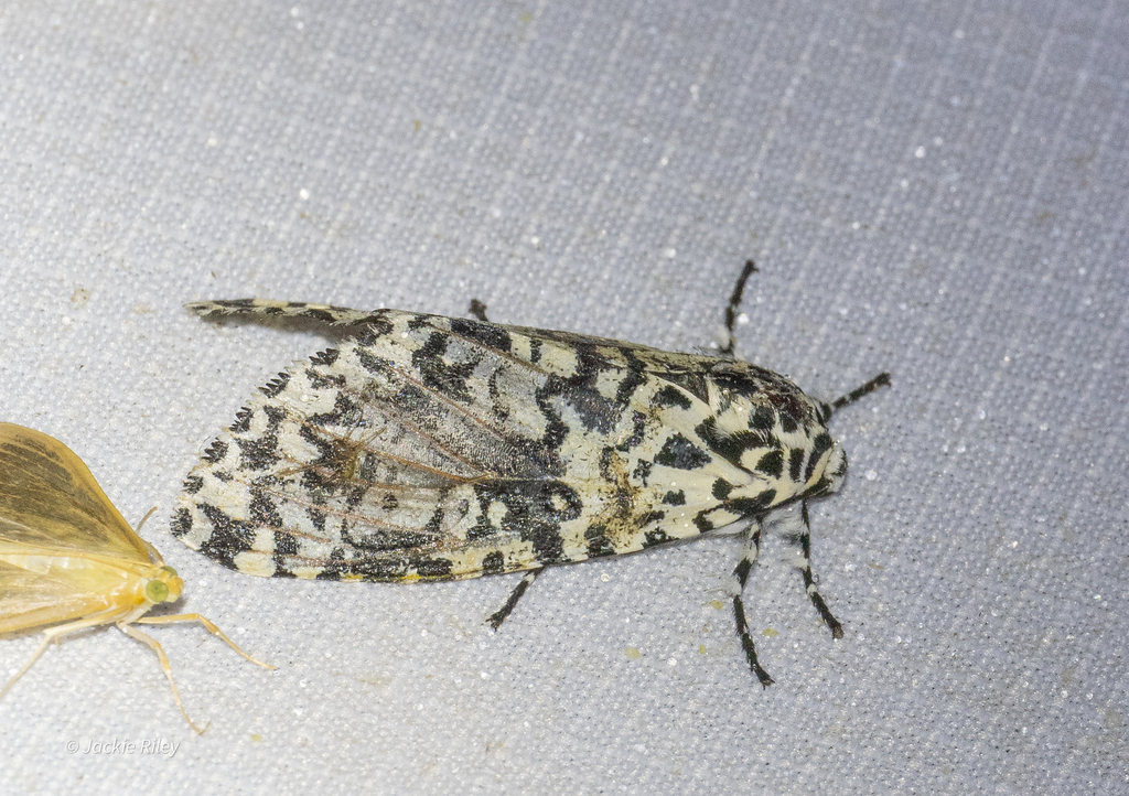 Lafontaineana puma