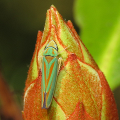 Graphocephala fennahi