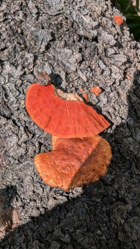 Trametes coccinea