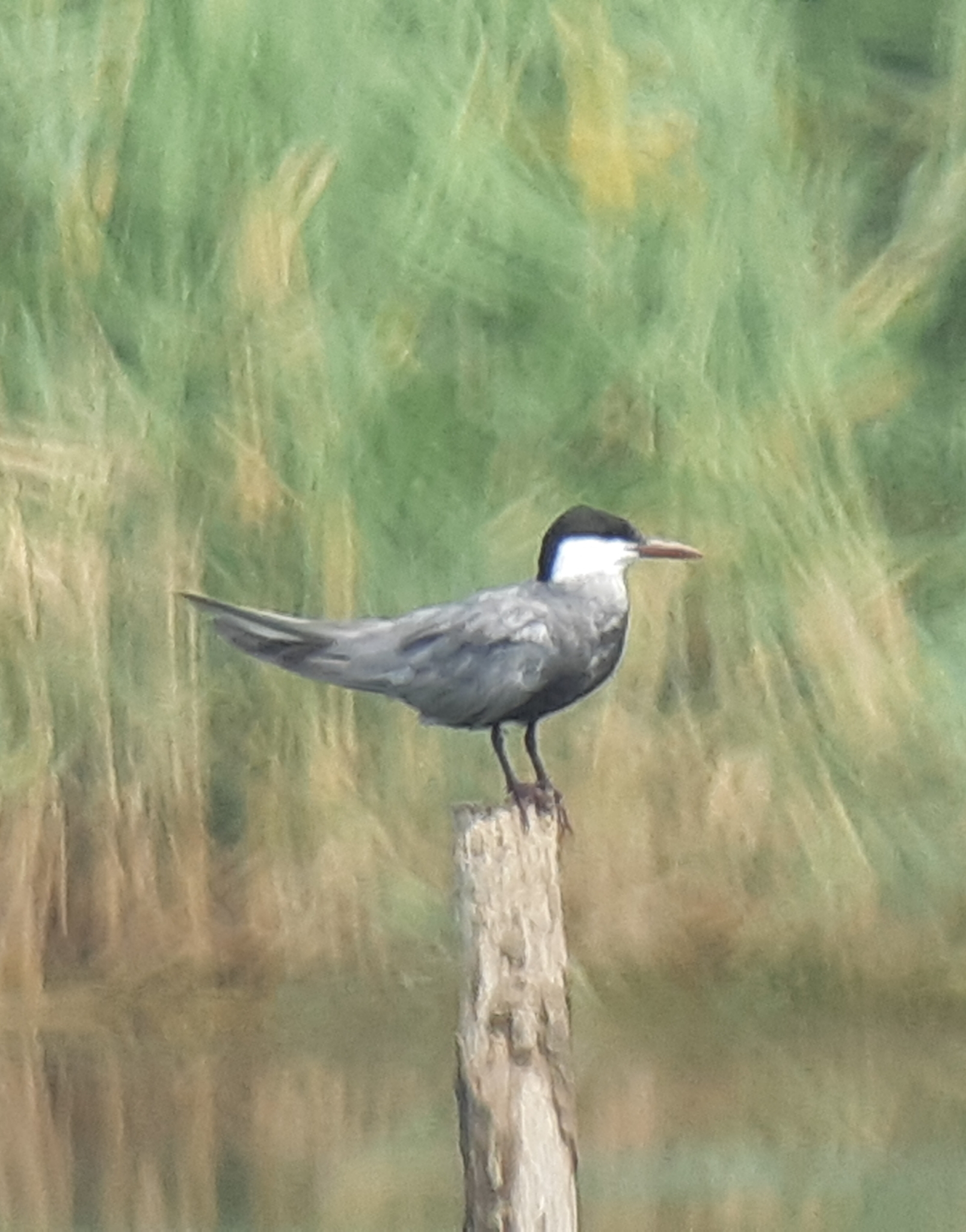 Whiskered Tern