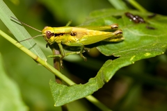 Paroxya