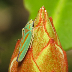 Graphocephala fennahi