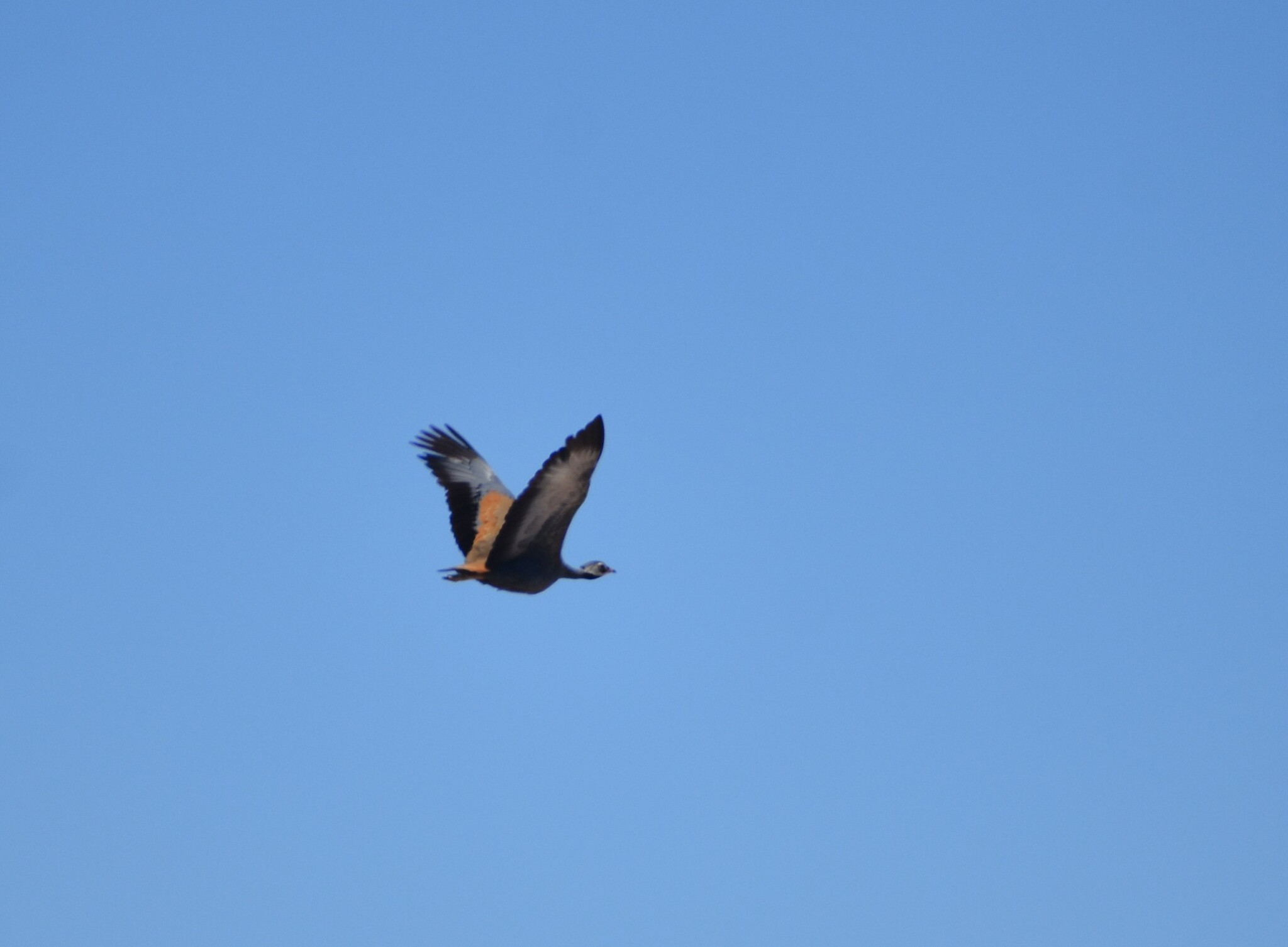 Blue Korhaan (Eupodotis caerulescens), photo 6