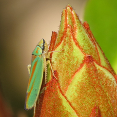 Graphocephala fennahi