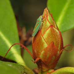 Graphocephala fennahi