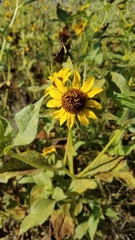 Helianthus bolanderi