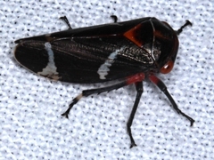 Eurymeloides lineata