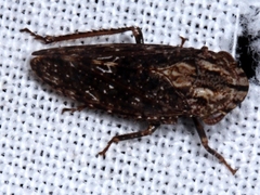 Stenocotini