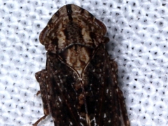 Stenocotini