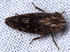 Stenocotini