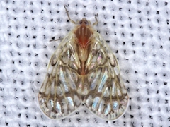 Saccharodite chrysonoe
