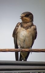 Hirundo rustica