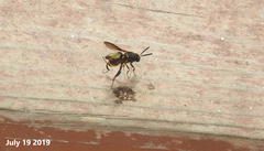 Leucospis