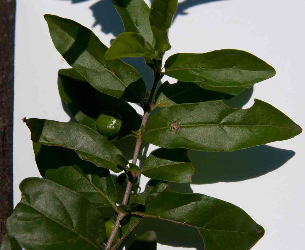Bullockia