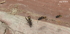 Leucospis