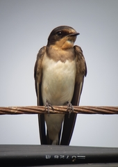 Hirundo rustica