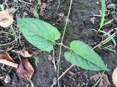 Paederia foetida