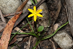 Hypoxis hygrometrica