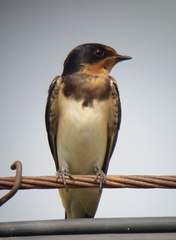 Hirundo rustica