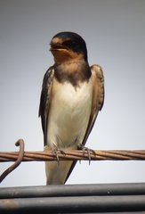 Hirundo rustica