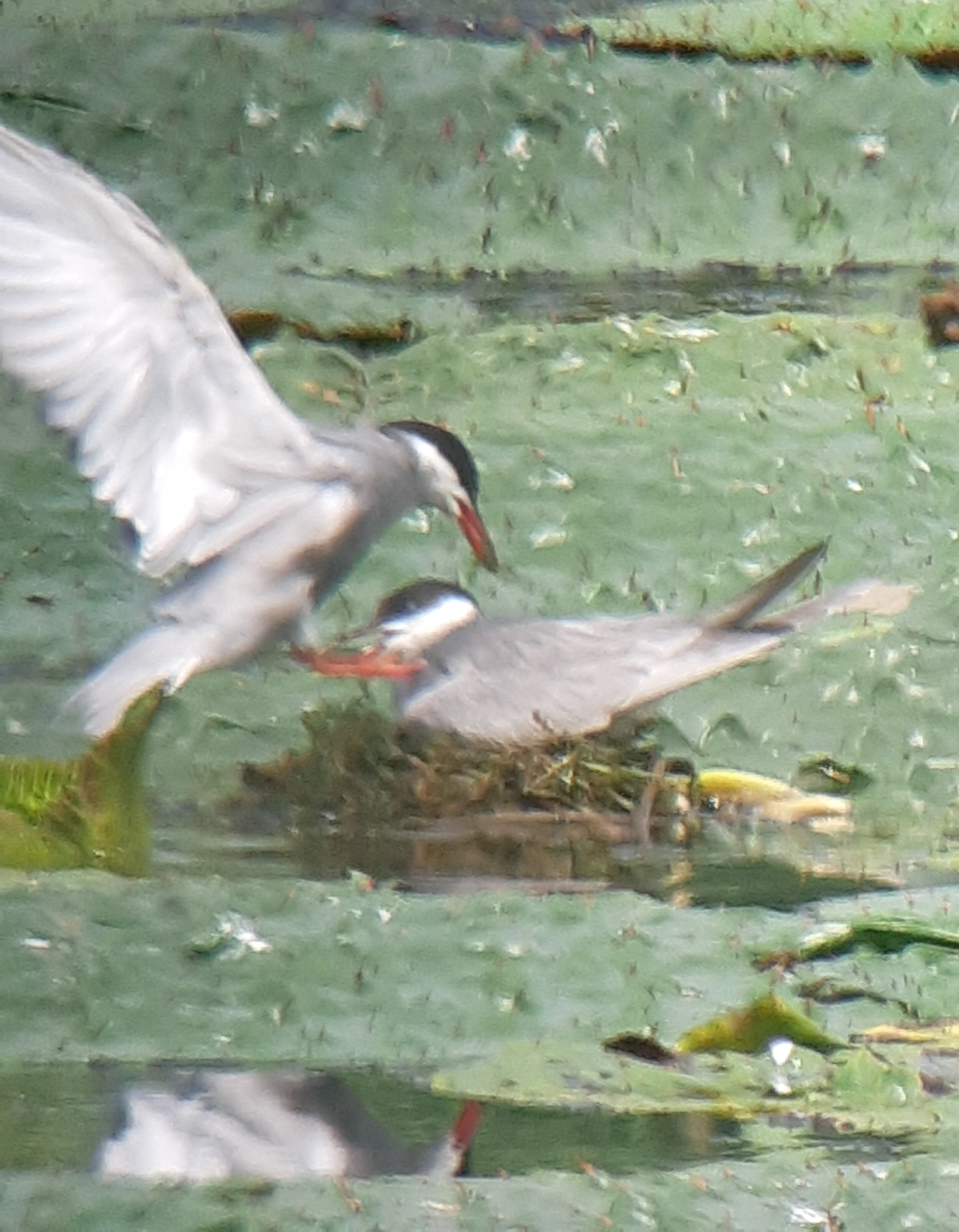 Whiskered Tern