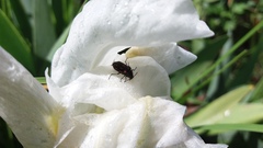 Astylus bourgeoisi