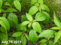 Acalypha australis