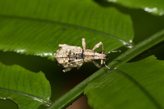 Dermatoxenus caesicollis