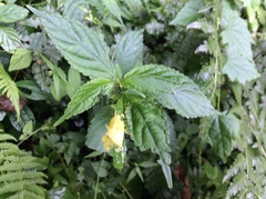 Impatiens tayemonii