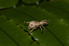 Dermatoxenus caesicollis